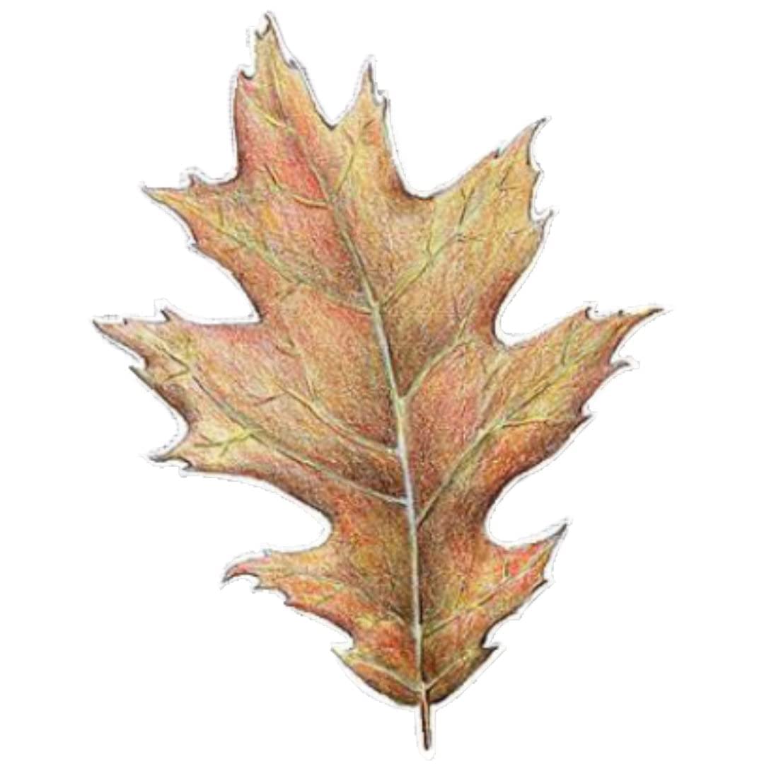 Oak Leaf (4" x 5.25")