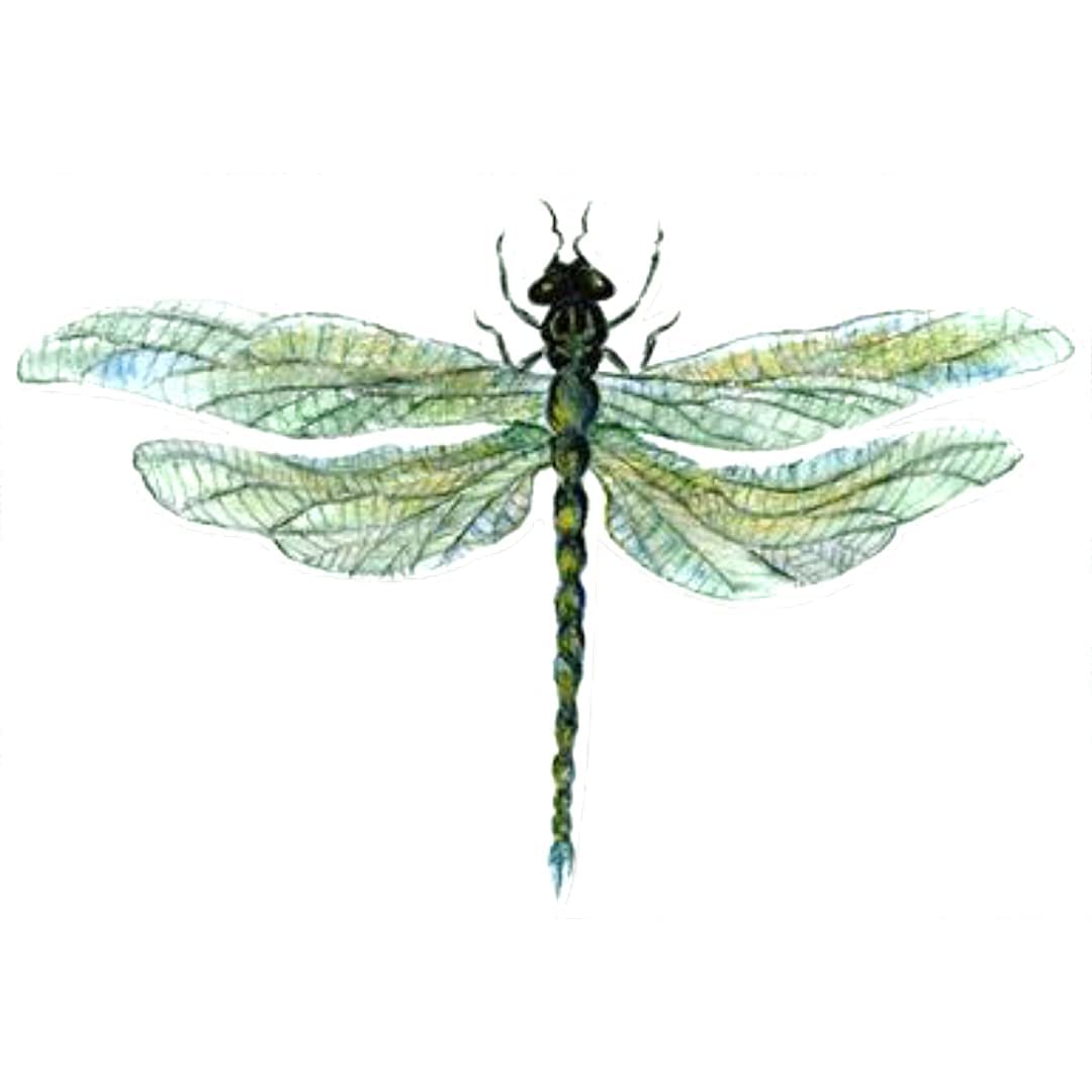 Dragonfly (6.25" x 4.25")