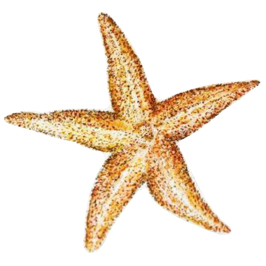 Starfish (5.5" x 5.5")