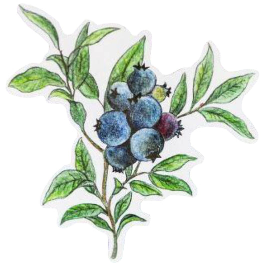 Blueberries (5.75" x 6.25")